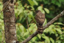 Krogulec czubaty - Crested Goshawk