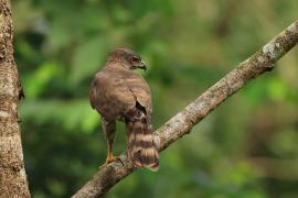 Krogulec czubaty - Crested Goshawk