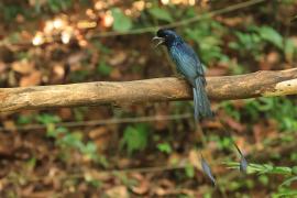 Dziwogon rajski - Greater Racket-tailed Drongo