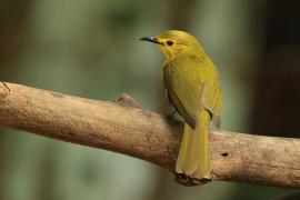 Szczeciak złotolicy - Yellow-browed Bulbul