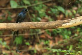 Dziwogon rajski - Greater Racket-tailed Drongo