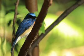 Niltawa modrogłowa - Blue-throated Flycatcher