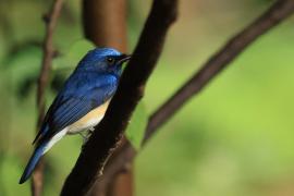 Niltawa modrogłowa - Blue-throated Flycatcher