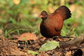 Kuropatwiak rdzawy - Red Spurfowl