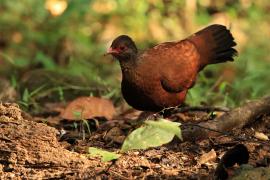 Kuropatwiak rdzawy - Red Spurfowl