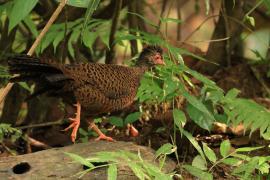 Kuropatwiak rdzawy - Red Spurfowl