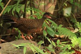 Kuropatwiak rdzawy - Red Spurfowl