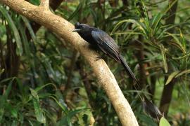 Dziwogon rajski - Greater Racket-tailed Drongo