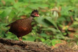 Kuropatwiak rdzawy - Red Spurfowl