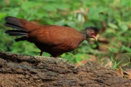 Kuropatwiak rdzawy - Red Spurfowl