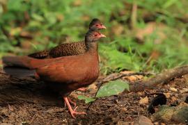 Kuropatwiak rdzawy - Red Spurfowl