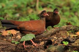 Kuropatwiak rdzawy - Red Spurfowl