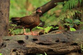 Kuropatwiak rdzawy - Red Spurfowl