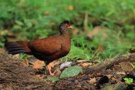 Kuropatwiak rdzawy - Red Spurfowl