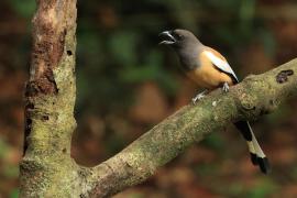 Srokówka jasnoskrzydła - Rufous Treepie