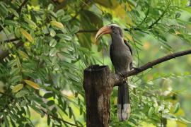 Dzioborożec szary - Malabar Grey-Hornbill