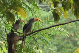Dzioborożec szary - Malabar Grey-Hornbill