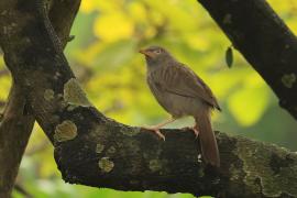 Tymal szarogłowy - Jungle Babbler