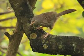 Tymal szarogłowy - Jungle Babbler