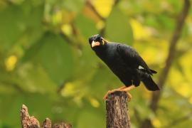 Gwarek malabarski - Southern Hill Myna