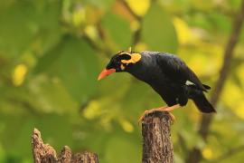 Gwarek malabarski - Southern Hill Myna