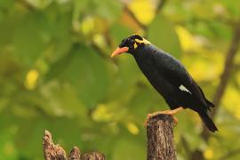 Gwarek malabarski - Southern Hill Myna