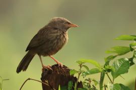 Tymal szarogłowy - Jungle Babbler