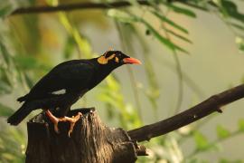 Gwarek malabarski - Southern Hill Myna