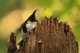 Bilbil zbroczony - Red-whiskered Bulbul