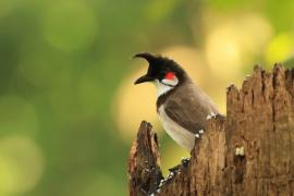 Bilbil zbroczony - Red-whiskered Bulbul