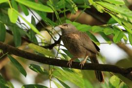 Tymal szarogłowy - Jungle Babbler