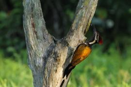 Sułtanik żółtogrzbiety - Black-rumped Flameback