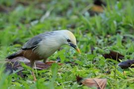 Szpak rdzawobrzuchy - Malabar Starling