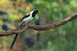 Srokówka białobrzucha - White-bellied Treepie