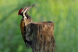 Sułtanik żółtogrzbiety - Black-rumped Flameback