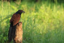 Kukal zmienny - Greater Coucal