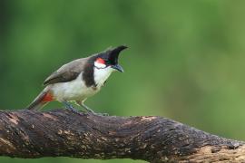 Bilbil zbroczony - Red-whiskered Bulbul