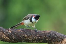 Bilbil zbroczony - Red-whiskered Bulbul