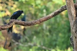 Dziwogon rajski - Greater Racket-tailed Drongo