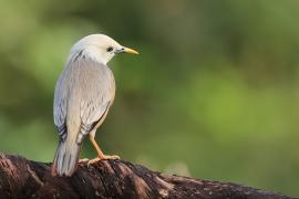 Szpak rdzawobrzuchy - Malabar Starling