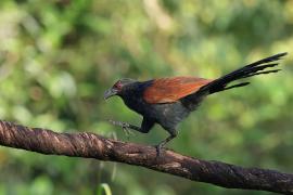 Kukal zmienny - Greater Coucal
