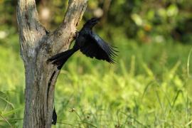 Dziwogon rajski - Greater Racket-tailed Drongo