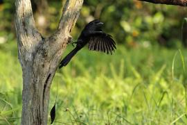 Dziwogon rajski - Greater Racket-tailed Drongo