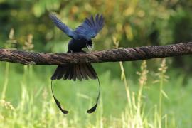 Dziwogon rajski - Greater Racket-tailed Drongo