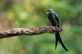 Dziwogon popielaty - Ashy Drongo
