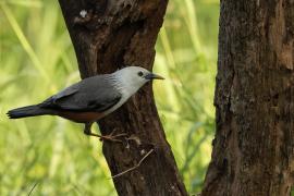 Szpak rdzawobrzuchy - Malabar Starling