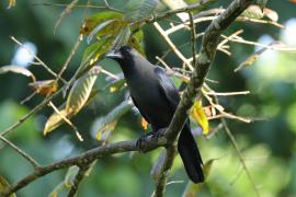 Wrona orientalna - House Crow