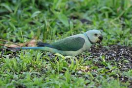 Aleksandretta seledynowa - Malabar Parakeet