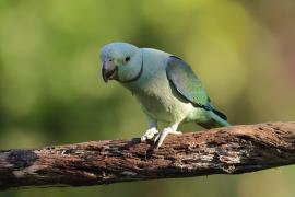 Aleksandretta seledynowa - Malabar Parakeet