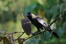 Wrona orientalna - House Crow
